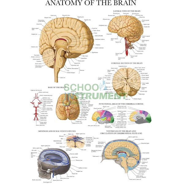 Medical (Nursing) Charts-III